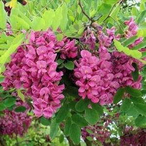 花木 庭木の苗/ニセアカシア（ロビニア）：カスケードルージュ4〜5号ロングポット