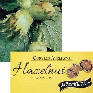 果樹の苗 クルミ 信濃クルミ（しなのくるみ）実生苗4.5号ポット : 園芸
