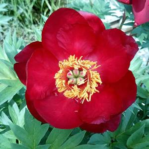 芍薬 鉢植えの商品一覧 通販 Yahoo ショッピング