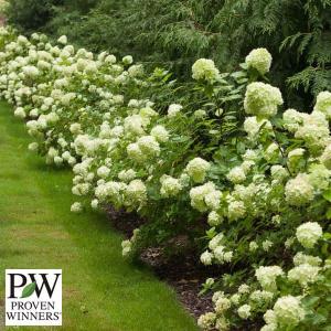 ノリウツギ ライムライトの商品一覧 通販 Yahoo ショッピング