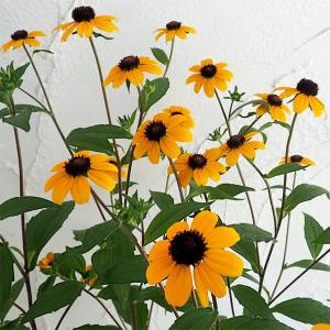 ルドベキア 花 ガーデニング の商品一覧 通販 Yahoo ショッピング