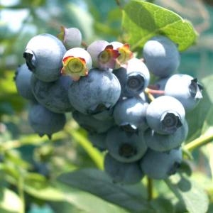 イチジク LSUホーリエ 1年生12cmポット苗 : 吉瀬園芸 - 通販