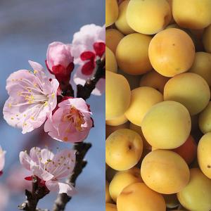 果樹の苗/ウメ（梅）：あおじく（青軸）4〜5号ポット :178199:園芸