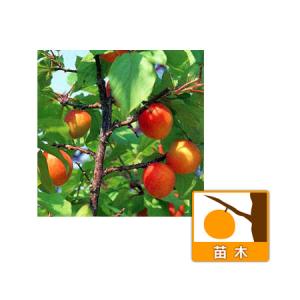 桃(モモ)苗木 照手水密 : 植物・園芸専門店 花育通販Yahoo!店 - 通販