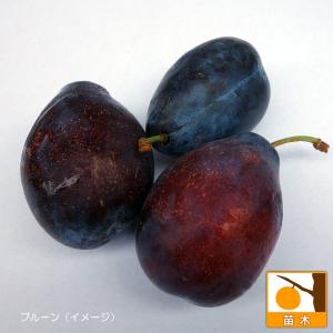 果樹の苗/プルーン：シュガープルーン4〜5号ポット｜engei