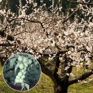 日本花キ流通 カカオの木 6号鉢 カカオ 鉢 チョコレート 苗 苗木 果樹