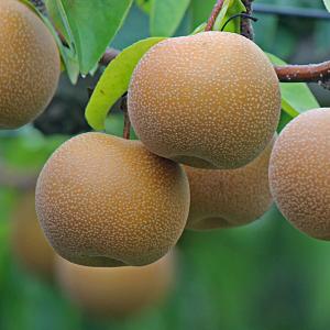 果樹の苗 ナシ（梨） チョウジュウロウ（長十郎）4〜5号ポット