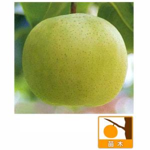 果樹の苗 ナシ（梨） ニジュッセイキ（二十世紀）4〜5号ポット