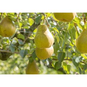 果樹の苗 セイヨウナシ（西洋梨） オーロラ4号ポット