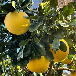 晩白柚 苗 【晩白柚 （ばんぺいゆ）】 3年生 接ぎ木 約1.0m 大苗