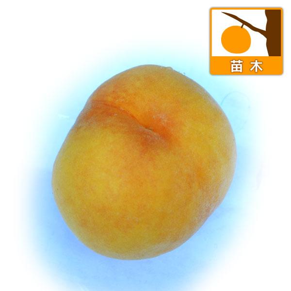果樹の苗/モモ(桃）：黄金桃（オウゴントウ）4〜5号ポット