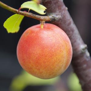 果樹の苗 ウメ（梅） 露茜（つゆあかね）4〜5号ポット