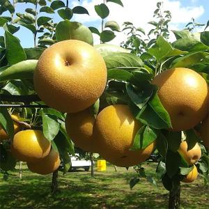 果樹の苗 ナシ（梨） あきづき4〜5号ポット