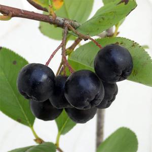 ネロ アロニア (ブラックチョコベリー/チョークベリー) ポット苗