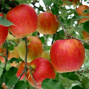 桃 大紅ばんとう（蟠桃）4号ロングポット｜果樹04-PA : 赤塚植物園