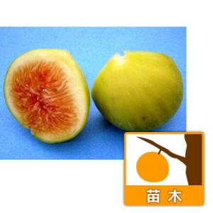 甘い イチジク 品種 果樹の苗 苗木 の商品一覧 苗木 植木 花 ガーデニング 通販 Yahoo ショッピング