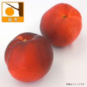 果樹の苗/ネクタリン：サンライズ4〜5号ポット｜engei