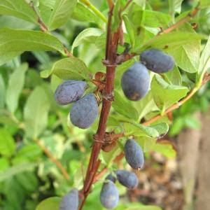 洋蘭苗 C. maxima coerulea'Hector'SM/JOGA x sib C.マキシマ セルレア