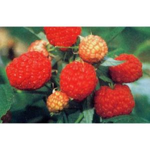 果樹の苗/木いちご（キイチゴ）：ラズベリー　サマーフェスティバル4〜5号ポット