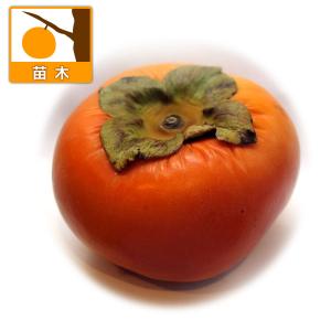 果樹の苗 カキ(柿) まえかわわせじろう(前川早...の商品画像