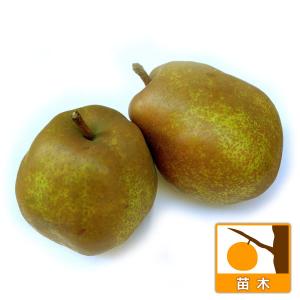 果樹の苗 セイヨウナシ（西洋梨） ゼネラル・レクラーク4号ポット