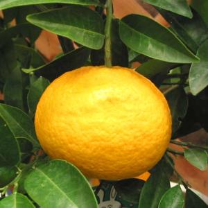 果樹の苗 ナツミカン(夏みかん)4〜5号ポットの商品画像