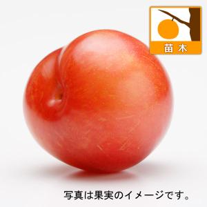 果樹の苗/スモモ(プラム）：ハニーローザ4〜5号ポット｜園芸ネット