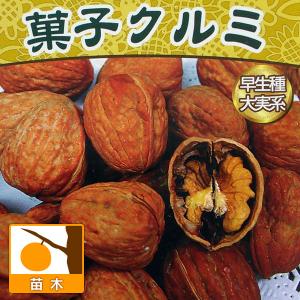 くるみの木の苗 菓子クルミ 1年生苗 : 苗木部 花ひろばオンライン