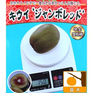 果樹の苗 キウイ（メス木） ジャンボレッド4.5号ポット