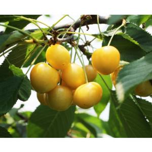 果樹の苗 クルミ 信濃クルミ（しなのくるみ）実生苗4.5号ポット : 園芸