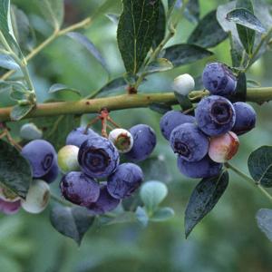 果樹の苗 ブルーベリー（大実ラビットアイ系） コロンブス5号ポット