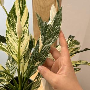 観葉植物 オリヅルラン ボニー5号吊鉢 : 園芸ネット - 通販 - Yahoo