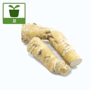 野菜の苗 ワサビダイコン（ホースラディッシュ）3号ポット 24株セット 送料無料