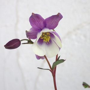 草花の苗 サマーセール 風鈴オダマキ（フウリンオダマキ） 二色咲き3号ポット