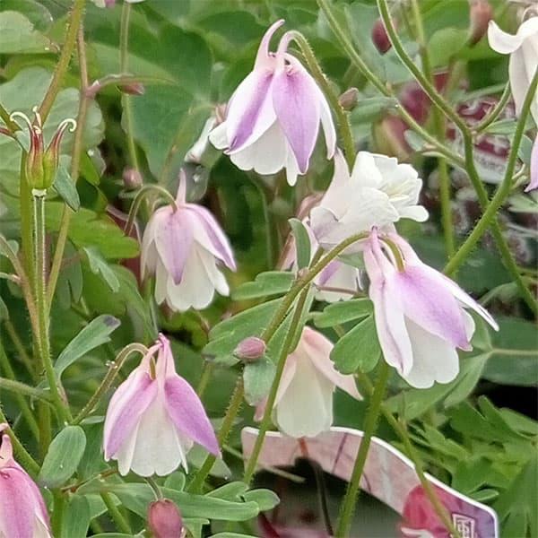 草花の苗 風鈴オダマキ（フウリンオダマキ） 乙女咲き3号ポット