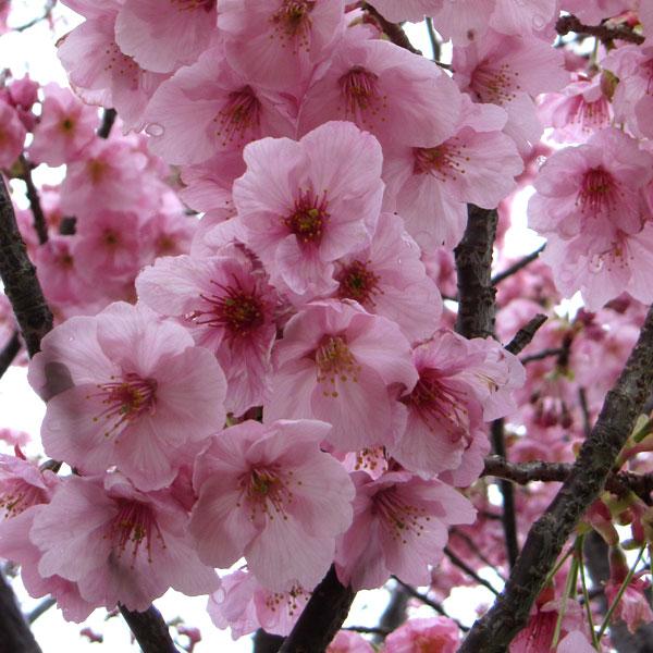 花木 庭木の苗/桜(サクラ)：陽光（ヨウコウ）6号ポット