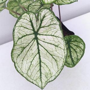 観葉植物 ガーデンカラジュウム アルーレ 3.5号ポット