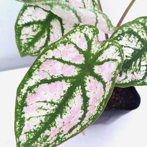 観葉植物 ガーデンカラジュウム モニュメント3.5号ポット
