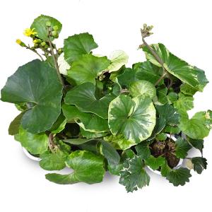 斑入りツワブキの商品一覧 通販 Yahoo ショッピング