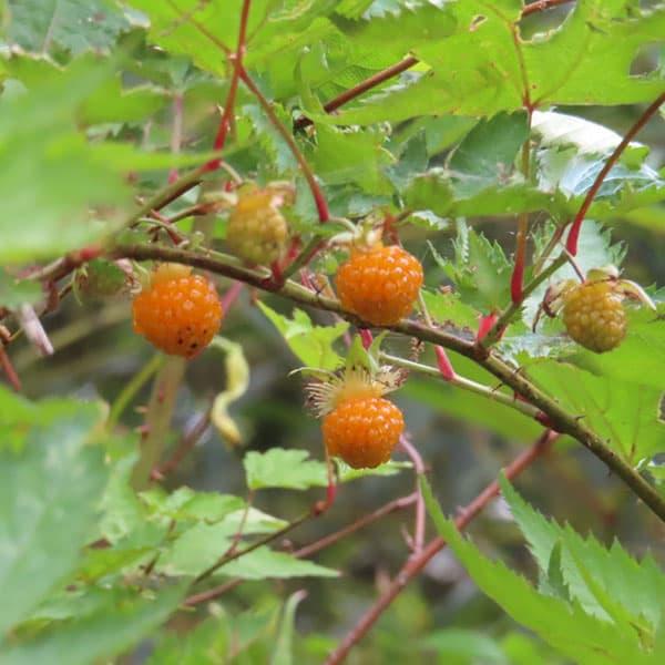 果樹の苗/日本の木いちご（キイチゴ）：カジイチゴ4〜5号ポット