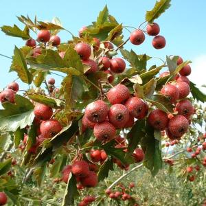 西洋グミ 2年生苗 果樹 観賞花木 : 苗木部 花ひろばオンライン