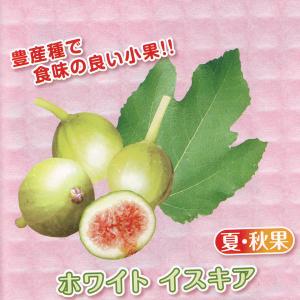 果樹の苗/甘〜いミニイチジク：ホワイトイスキア3号ポット｜engei
