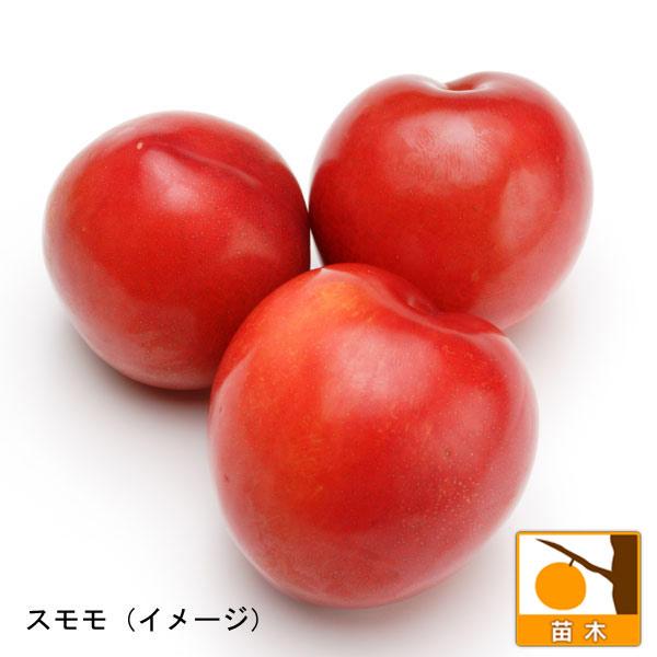 果樹の苗/スモモ(プラム）2種受粉樹セット：サンタローザと大石早生