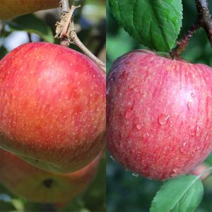 リンゴ 花粉の商品一覧 通販 Yahoo ショッピング