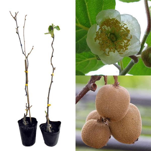 果樹の苗/キウイ2種受粉樹セット：ゴールデンキングとマック