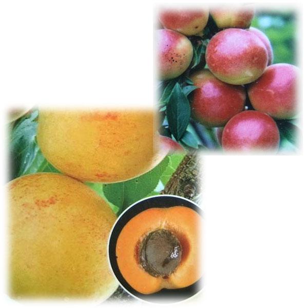 果樹の苗/ウメ（梅）2種受粉樹セット：露茜（つゆあかね）とアンズ：ニコニコット4〜5号ポット