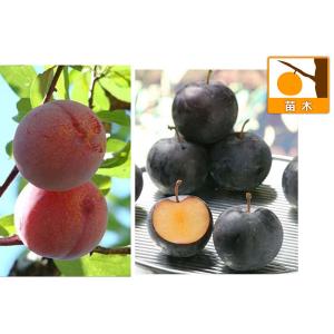 果樹の苗/スモモ(プラム）2種受粉樹セット：貴陽とバイオチェリー｜engei