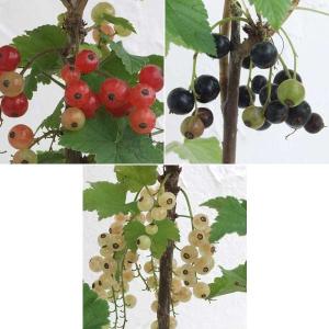 果樹の苗/カシスの苗 3種セット（赤房スグリ・黒房スグリ・白房スグリ）｜engei