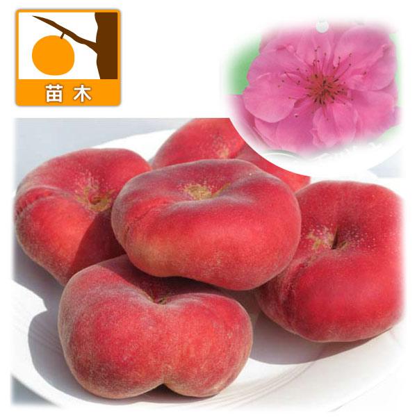 果樹の苗 モモ（桃） 八重咲蟠桃5号ポット