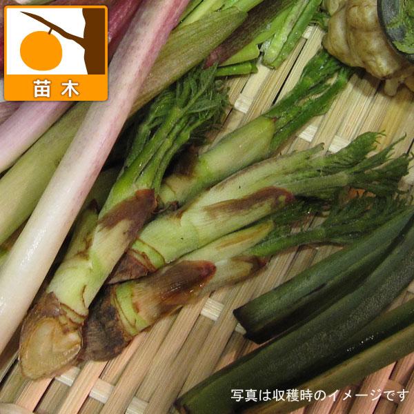 野菜の苗/とげなしタラの木3.5号ポット